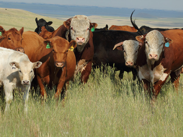 Checkoff dollars continue to dwindle with the declining beef herd, but industry groups seek to change the program and possibly increase the checkoff to $2 per head. While several groups have spent three years working to modify the beef checkoff program, the ranchers&#039; group R-CALF has been shut out of the talks because of the group&#039;s litigious history with the program. (DTN/The Progressive Farmer file photo)